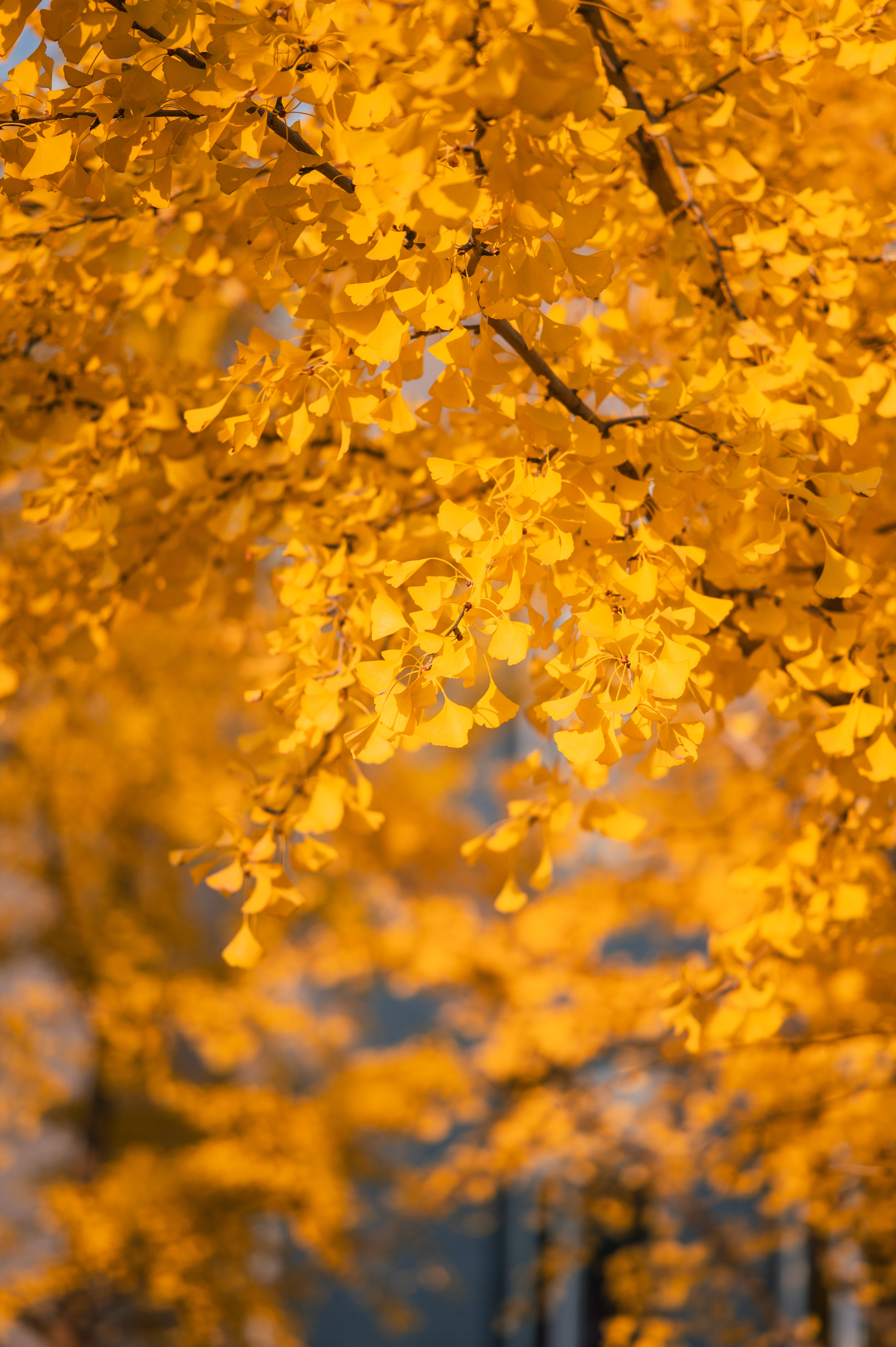 00716185246146e0b65ca80e1d64d895.jpg 00716185246146e0b65ca80e1d64d895.jpg